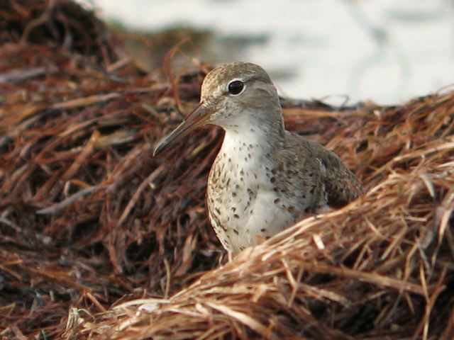 Spotted Sandpiper